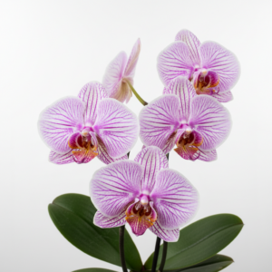 Phalaenopsis Zuma Keepsake