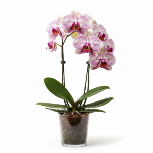 Phalaenopsis Zuma Jubilee