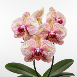 Phalaenopsis Zuma Aussie Delight