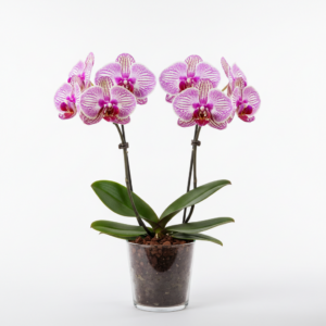 Phalaenopsis Zuma Artistry