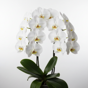 Phalaenopsis Zuma Angel
