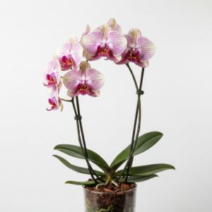 Phalaenopsis Zuma Amour