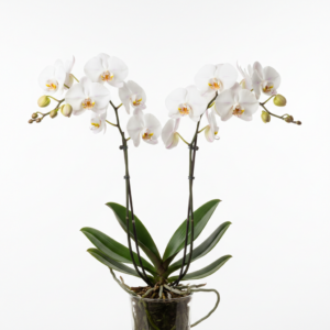 Phalaenopsis Zuma Alps