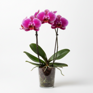 Phalaenopsis Zuma Actor