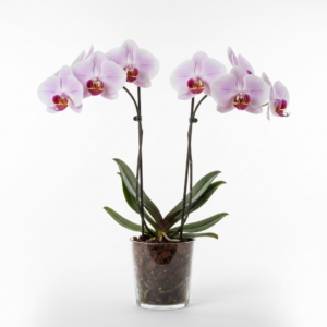 Phalaenopsis Zuma Accolade