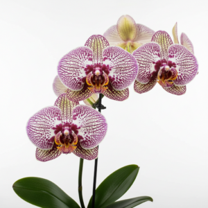 Phalaenopsis Zulu-Zauber