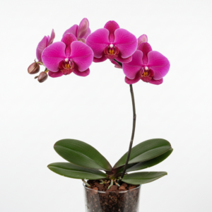 Phalaenopsis Zulu-Rose