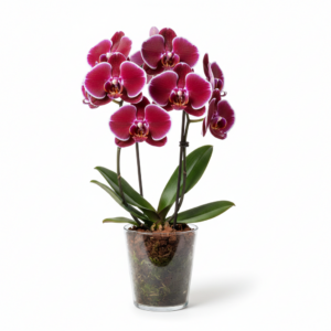 Phalaenopsis Zulu