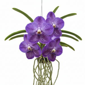 Vanda Zula Bloom