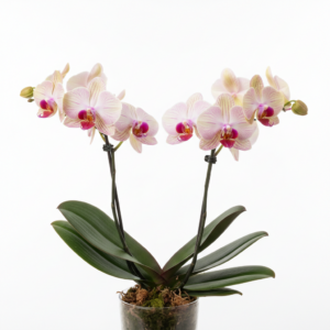 Phalaenopsis Zuki Gloria