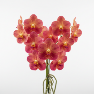 Vanda Zuidzee