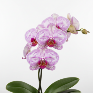 Phalaenopsis Zora's Promise