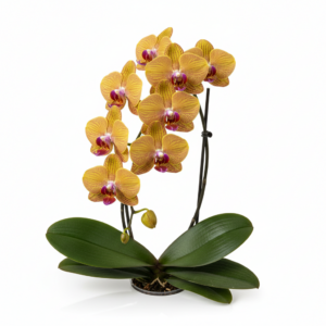 Phalaenopsis Zora's Gold