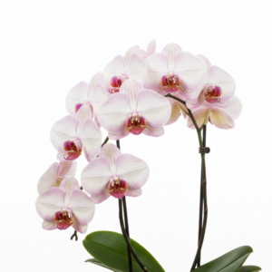 Phalaenopsis Zora Amato