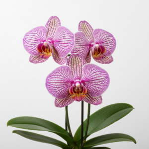 Phalaenopsis Zoom