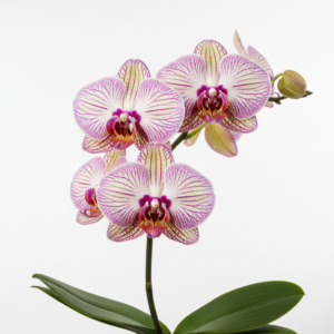 Phalaenopsis Zonta Seventeen