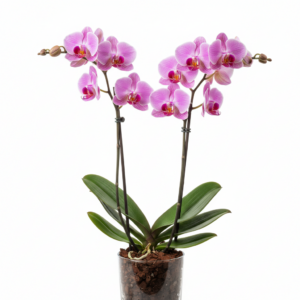 Phalaenopsis Zondine Rose
