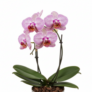 Phalaenopsis Zondine