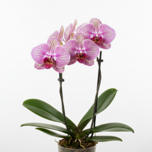 Phalaenopsis Zona