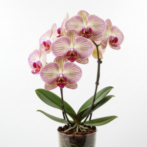 Phalaenopsis Zohra Shadia