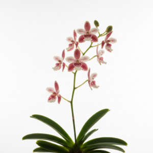 Sarcochilus Zoe's Best