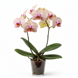 Phalaenopsis Zodiac Girl