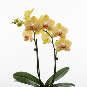 Phalaenopsis Zitronenfalter