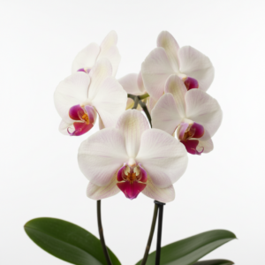 Phalaenopsis Zitelle Tibell