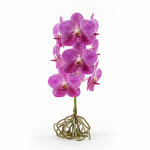 Vanda Zita Martin