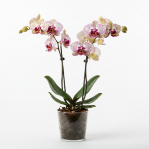 Phalaenopsis Zirconia