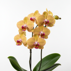 Phalaenopsis Zip Gold