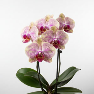 Phalaenopsis Zion Canyon