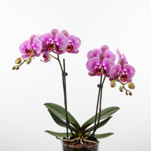 Phalaenopsis Zimri