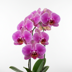 Phalaenopsis Zimbabwe Conference