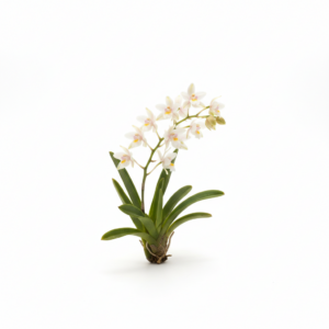 Sarcochilus Zillie