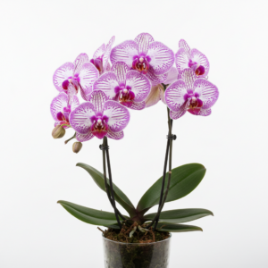 Phalaenopsis Ziggy
