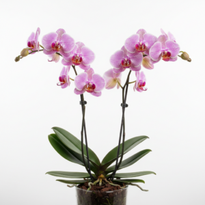 Phalaenopsis Zia