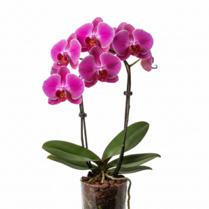 Phalaenopsis Zhu Nong Hongmei