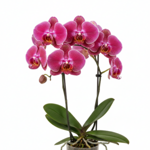 Phalaenopsis Zhu Nong Fuller