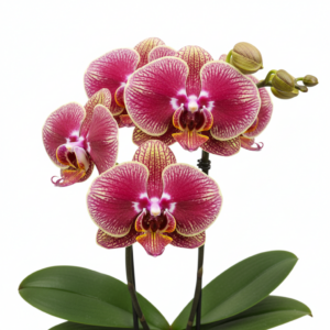 Phalaenopsis Zhu Nong Eldorado