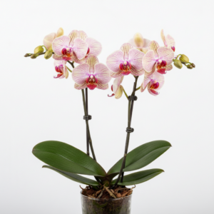 Phalaenopsis Zhu Nong Dolly
