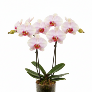Phalaenopsis Zhu Muqinqi