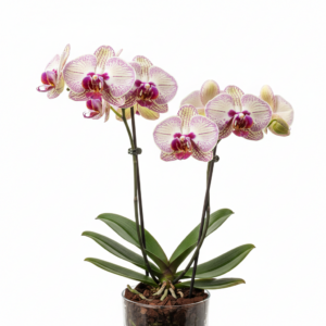 Phalaenopsis Zhongying Angel