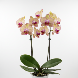 Phalaenopsis Zhih-Weei Hwang