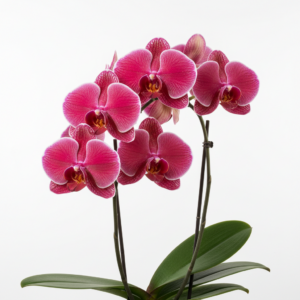 Phalaenopsis Zhengshi Ruby