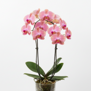 Phalaenopsis Zhengshi Rosy Dawn