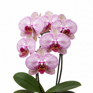 Phalaenopsis Zheng's Delight