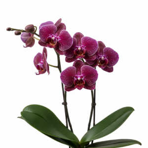 Phalaenopsis Zheng Min Ziricote