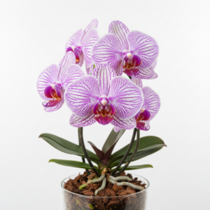 Phalaenopsis Zheng Min Zircon