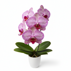 Phalaenopsis Zheng Min Zeppelin